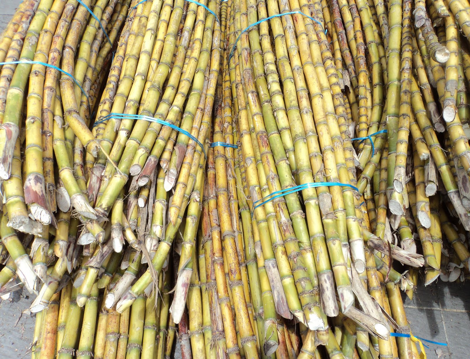Б сахарный тростник. Сахарный тростник Камбоджа. Сахарный тростник растение. Сахарный тростник Флорида. Биоэтанол сахарный тростник.